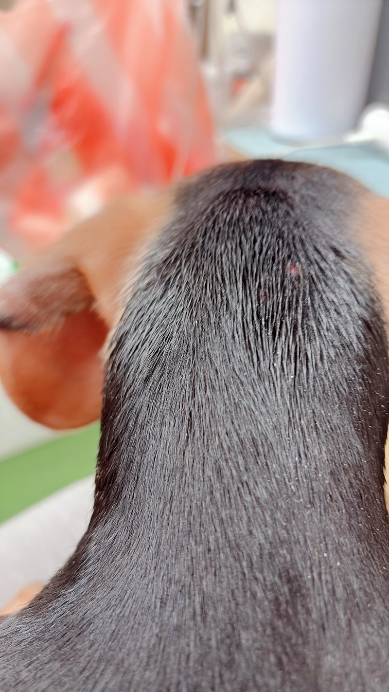 女人知己試用大隊,口碑行銷,部落客行銷,Goodmofamily歸毛家族 寵物肌膚救星組,歸毛家族 寵物肌膚救星,舒敏保濕洗毛乳,護膚噴液,精萃營養霜,博士30年生技專業,給足皮膚營養保護力,無抗生素 無類固醇,神經醯胺,19種綜合胺基酸,榮獲SNQ國家認證,上萬毛爸媽見證,3週幫助皮膚健康,NO.1寵物肌膚口碑霸主,寵物第一護膚領導品牌